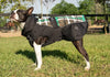 All Weather Dog Coat by FITS – Waterproof, Insulated & Reflective