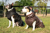 All Weather Dog Coat by FITS – Waterproof, Insulated & Reflective
